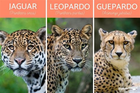 Qual É A Diferença Entre Leopardo E O.